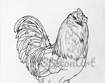Página para colorear digital del gallo ameraucana o gallo de Pascua