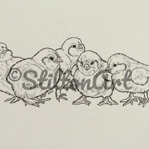 Coloriage téléchargeable poussins de Faverolles saumon