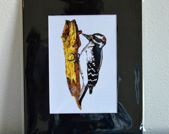 5x7 Hairy Woodpecker Print, Matted
