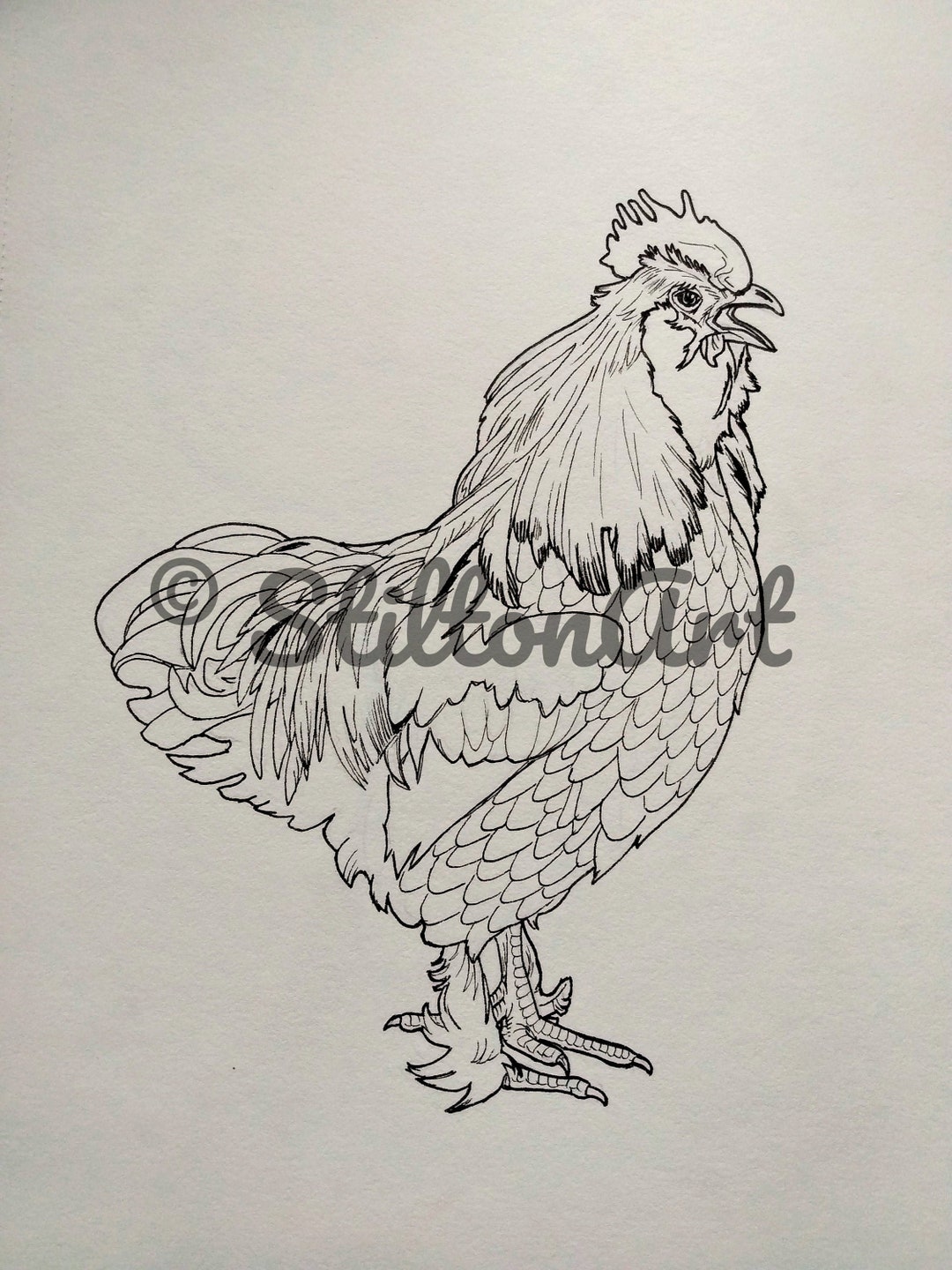 Salmon Faverolles Rooster Crowing Digital Downloadable Etsy