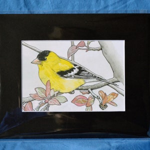 5x7 American Goldfinch Watercolor Print, Matted
