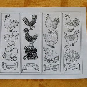 May include: A black and white line drawing illustration of different chicken breeds. The breeds are: Bearded Silkie, Silver Laced Polish, Lavender Orpingtons, and Salmon Faverolles.