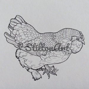 Drusilla le saumon Poule de Faverolles à colorier