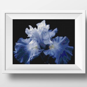 Può includere: Stampa incorniciata con un primo piano di un fiore di iris blu su sfondo nero. I petali del fiore mostrano varie sfumature di blu e bianco, con accenti gialli al centro. L'opera d'arte è presentata in una cornice bianca.