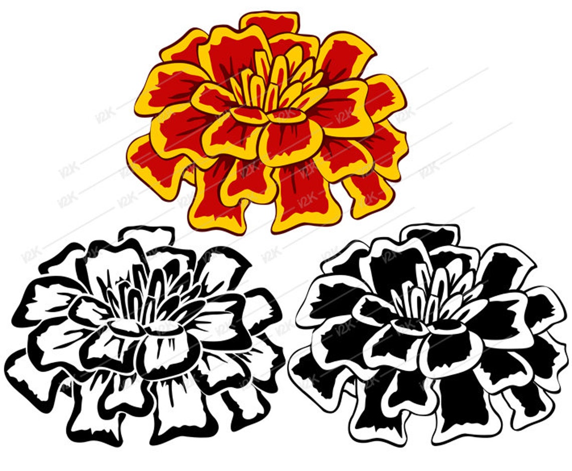 Marigold Clipart SVG PNG EPS dxf pdf Silhouette for | Etsy