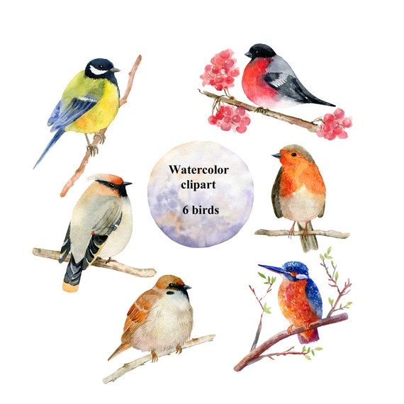 Download Watercolor Bird Clipart Hand Painted Birds Illustration Bird Etsy