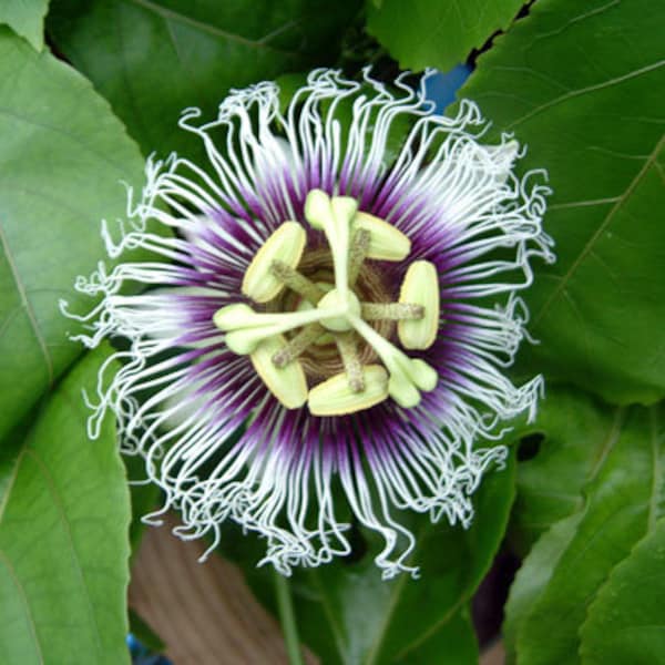 Live 2-Passion Fruit Plants -Passiflora edulis- 'Possum Purple' Starter plants