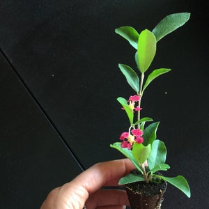 Live Barbados Cherry Plant(s)- Acerola Cherry- Tree Malpighia Emarginata- Live Starter