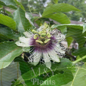 Passion Fruit Plants -Passiflora edulis- LIVE ’Possum Purple' Starter Plants