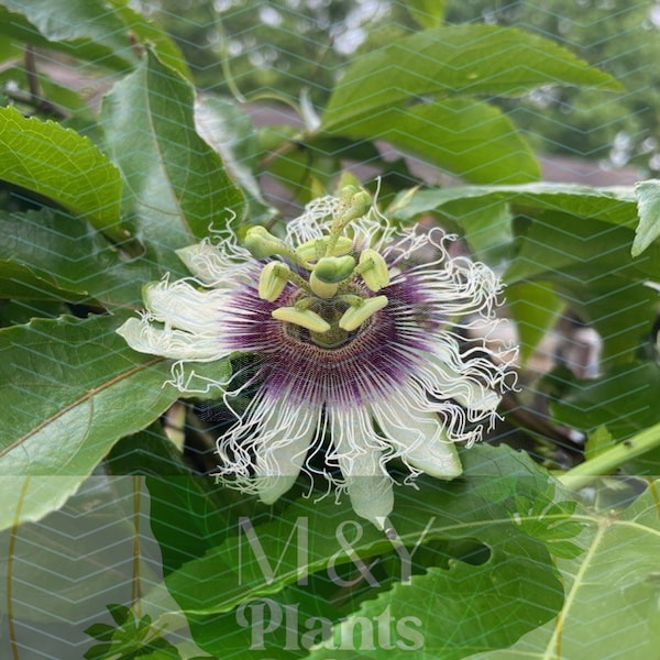 Possum Purple Passion Fruit Plant | Passiflora edulis | Live Tropical Fruit Vine | Edible Climbing Plant | Purple Passionfruit