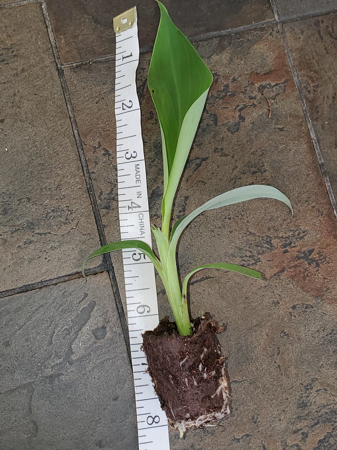 Musa 'BLUE JAVA Ice Cream Banana Plant 46 Etsy