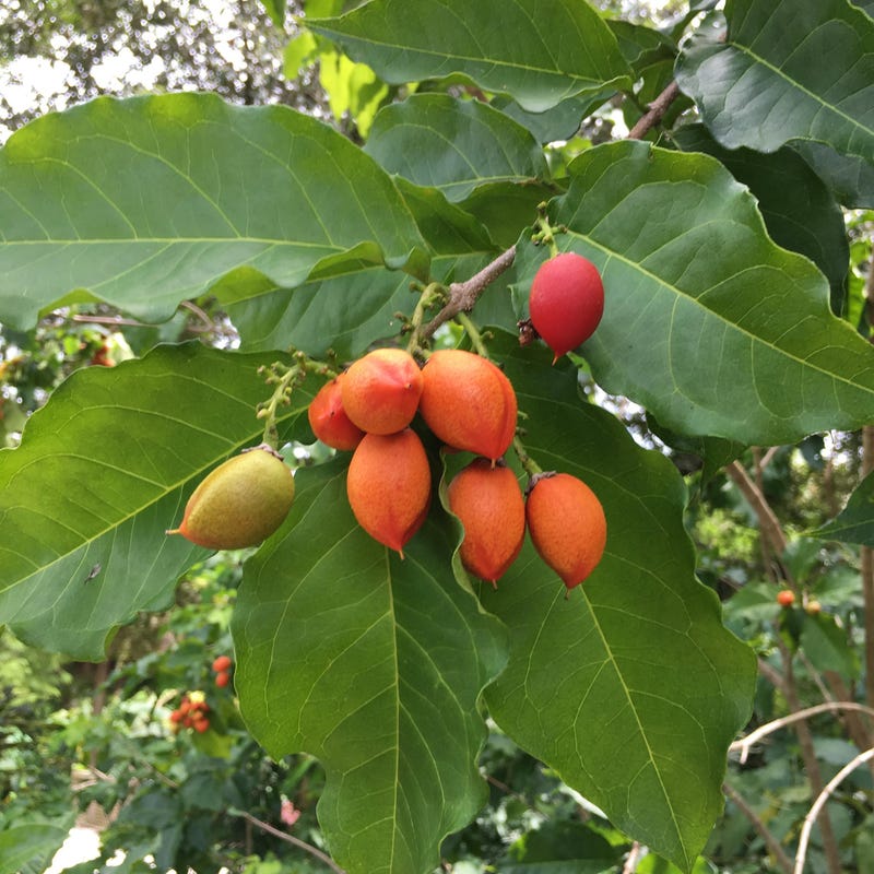 Fruit Tree - Etsy