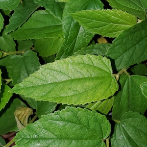 May include: Close-up of vibrant green leaves with textured surfaces and visible veins. The leaves vary in size and shade, creating a lush, natural pattern. The image showcases the details of the foliage.