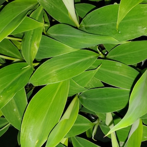 May include: Close-up of a lush green plant with long, narrow leaves. The leaves are arranged in a layered pattern, creating a textured and organic look.