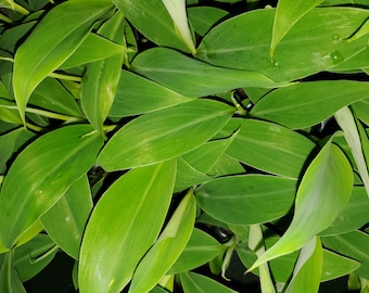 Ice Cream Banana Plant – Rare Ice Cream Variety | Cold Hardy Banana | Sweet Vanilla Flavor