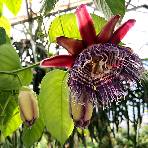 LIVE- 2- Giant Grandilla Passiflora Starter Plants