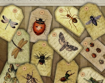 Bugs and Butterflies - Insect  Life - Printable Digital Journal Cards