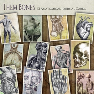 May include: Twelve vintage anatomical journal cards featuring detailed illustrations of the human body, including the skeleton, muscles, organs, and skull. The cards are printed on a textured paper with a vintage aesthetic.