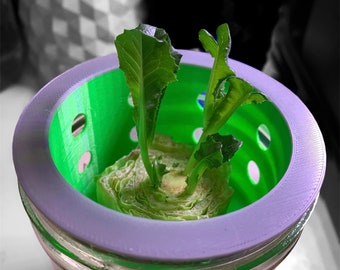 Re-Grow Lettuce Farm
