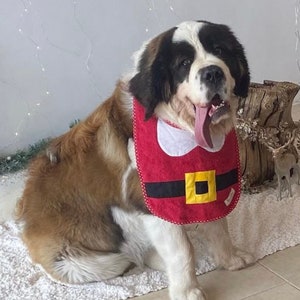 Könnte beinhalten: Ein großer Bernhardiner-Hund trägt eine rote Latzhose mit schwarzem Gürtel und gelber Schnalle, die einem Weihnachtsmann-Outfit ähnelt. Der Hund hat braunes und weißes Fell und sitzt auf einem weißen Teppich. Die Zunge des Hundes ist draußen.