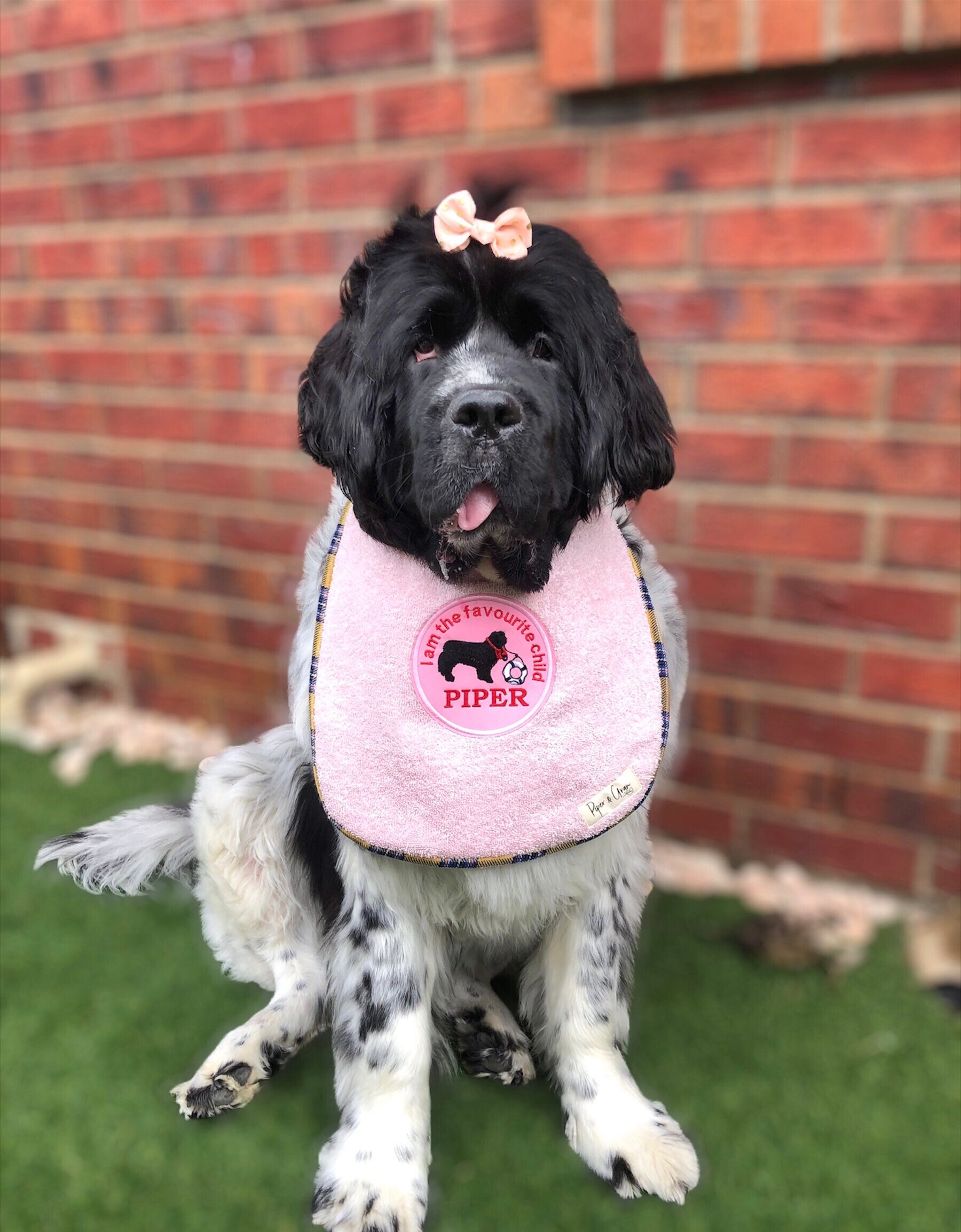 Giant Big Dog Drool Bib Dog Bib Newfoundland Newfie Slobber Etsy UK