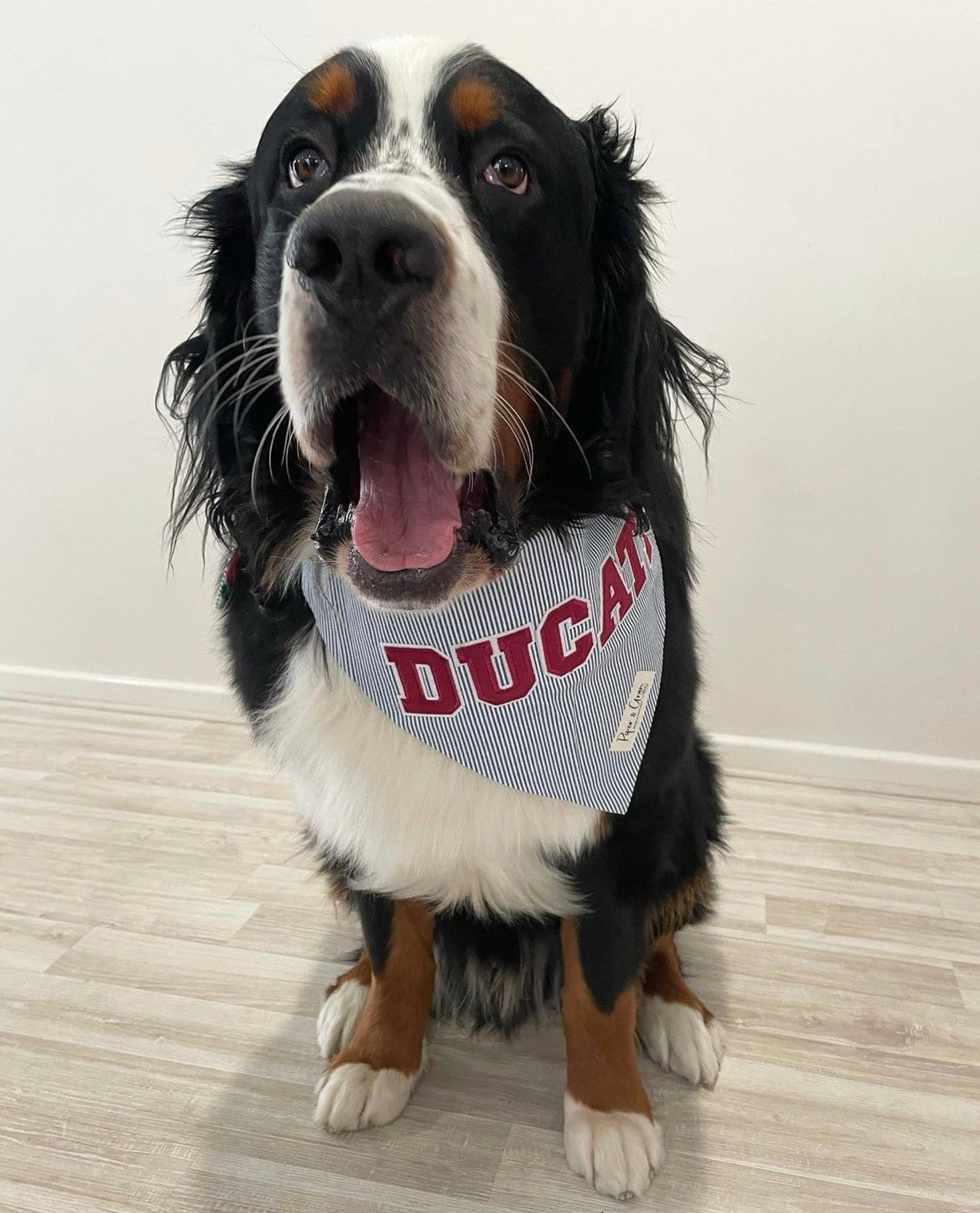 Chien Bandana Bib Réversible Giant TerreNeuve Saint Bernard Etsy