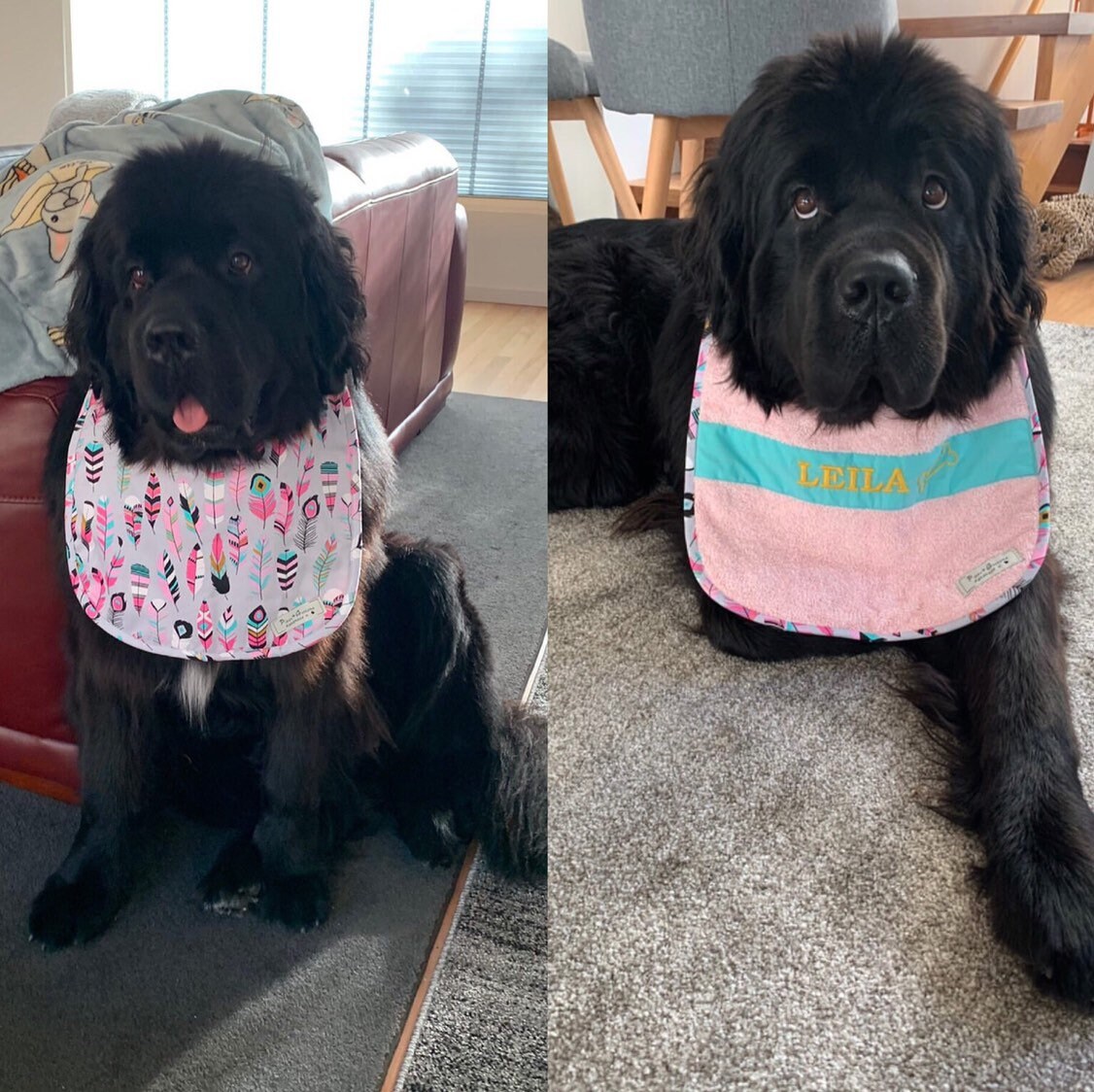 Dog Bandana Bib Reversible Giant Newfoundland bernese Saint Etsy