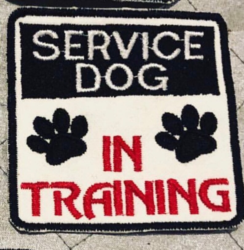 Service dog in training