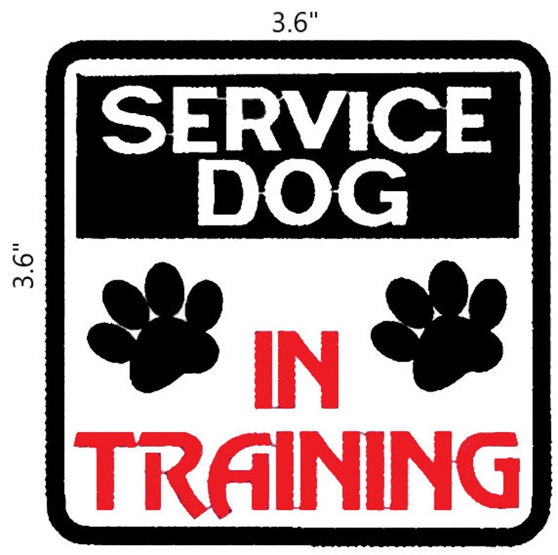 Service dog in training