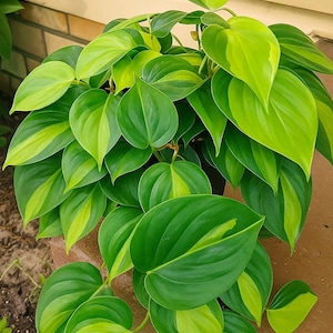 Philodendron Brasil Live Plant: Easy Care Trailing Vine in 3&quot; Pot