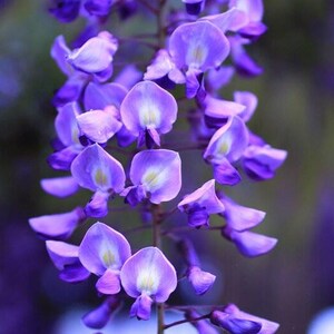 以下が含まれることがあります： 紫色の藤の花のクローズアップ。花は鮮やかな紫の色合いで、中心部はより明るく、滝のように配置されています。背景は柔らかくぼやけた緑色です。