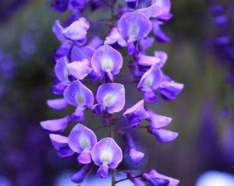 Wisteria (10 seeds)