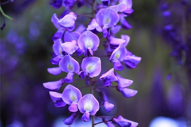以下が含まれることがあります： 紫色の藤の花のクローズアップ。花は鮮やかな紫の色合いで、中心部はより明るく、滝のように配置されています。背景は柔らかくぼやけた緑色です。