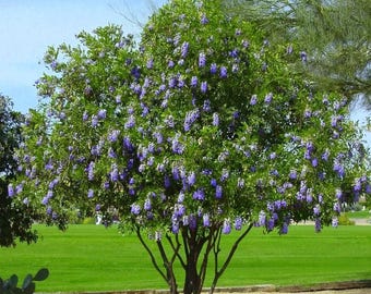 Mountain Laurel Seeds (10 seeds)