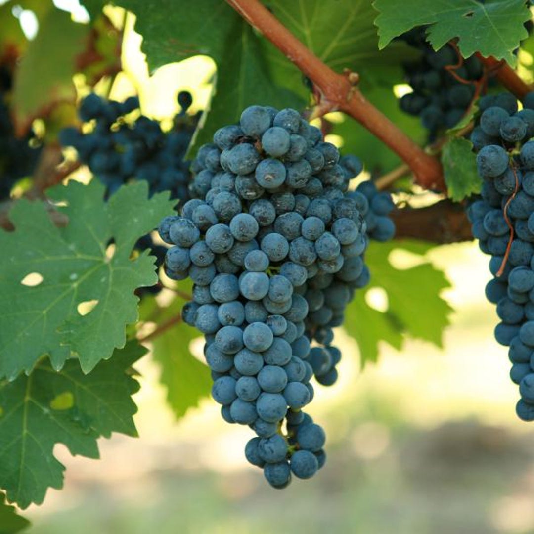 Moby Grape, Johnny 