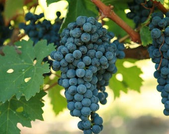 Cabernet Sauvignon Grape Seeds (25 seeds)
