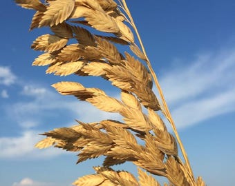 Sea Oats (50 seeds)