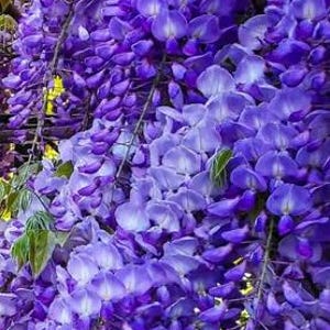 以下が含まれることがあります： 紫色の花が滝のように咲き誇るフジのクローズアップ。花は鮮やかな紫で、一部は明るく見えます。緑の葉が花の間から見え、植物は木の構造に生えています。