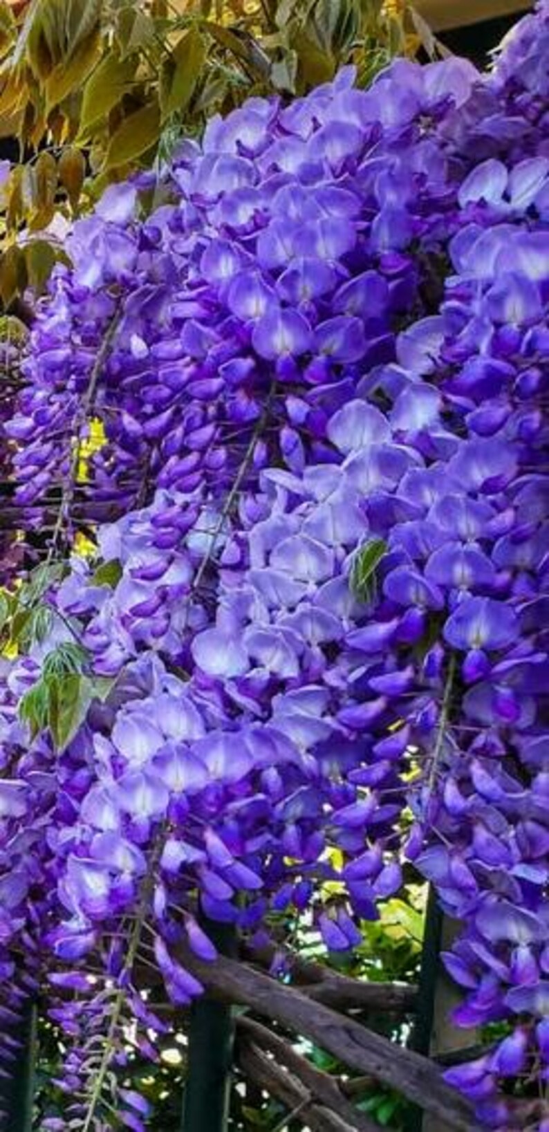 以下が含まれることがあります： 紫色の花が滝のように咲き誇るフジのクローズアップ。花は鮮やかな紫で、一部は明るく見えます。緑の葉が花の間から見え、植物は木の構造に生えています。