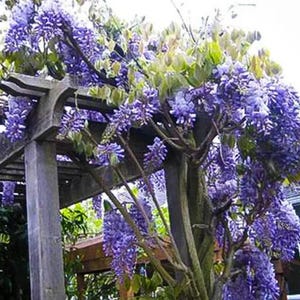 以下が含まれることがあります： 木製のパーゴラに咲き誇る藤のつる。藤の花は鮮やかな紫色で、房状に垂れ下がっています。緑の葉が花の間に入り込んでいます。パーゴラの木材は風化した外観をしています。