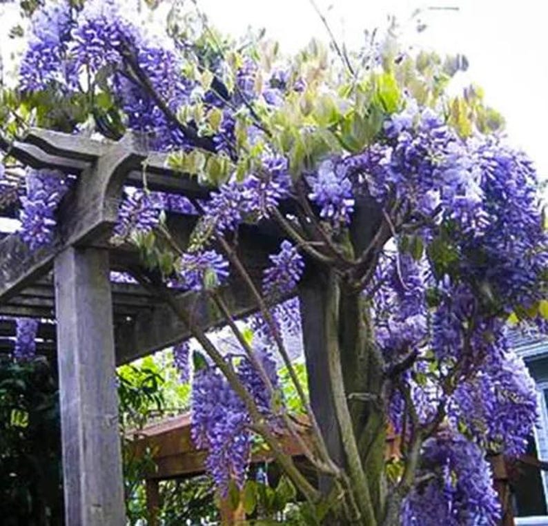 以下が含まれることがあります： 木製のパーゴラに咲き誇る藤のつる。藤の花は鮮やかな紫色で、房状に垂れ下がっています。緑の葉が花の間に入り込んでいます。パーゴラの木材は風化した外観をしています。