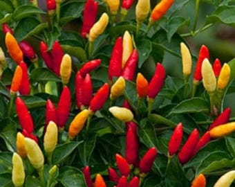 Tabasco Pepper Seeds (50 seeds)