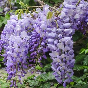 以下が含まれることがあります： 満開の藤の花のクローズアップ。紫とラベンダー色の花の滝が、つるから垂れ下がり、背景には緑の葉があります。この画像は、藤の繊細な美しさを捉えています。