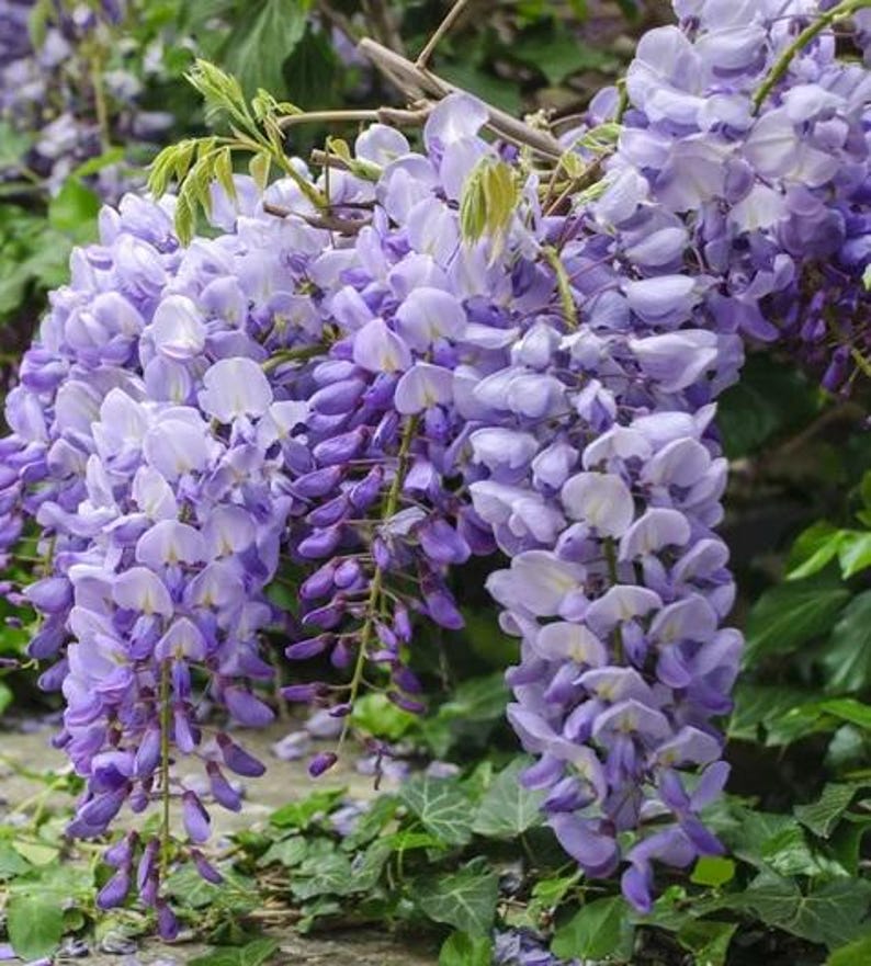 以下が含まれることがあります： 満開の藤の花のクローズアップ。紫とラベンダー色の花の滝が、つるから垂れ下がり、背景には緑の葉があります。この画像は、藤の繊細な美しさを捉えています。