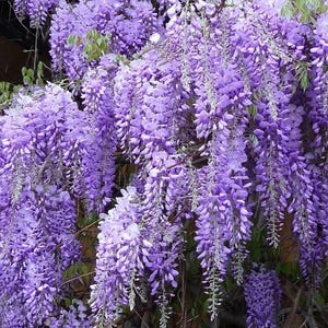 以下が含まれることがあります： 満開のフジのクローズアップ。紫色の花が房状に垂れ下がっている様子が写っています。植物の豊かな葉と鮮やかな花の色が強調され、自然の視覚的に魅力的なディスプレイを作り出しています。