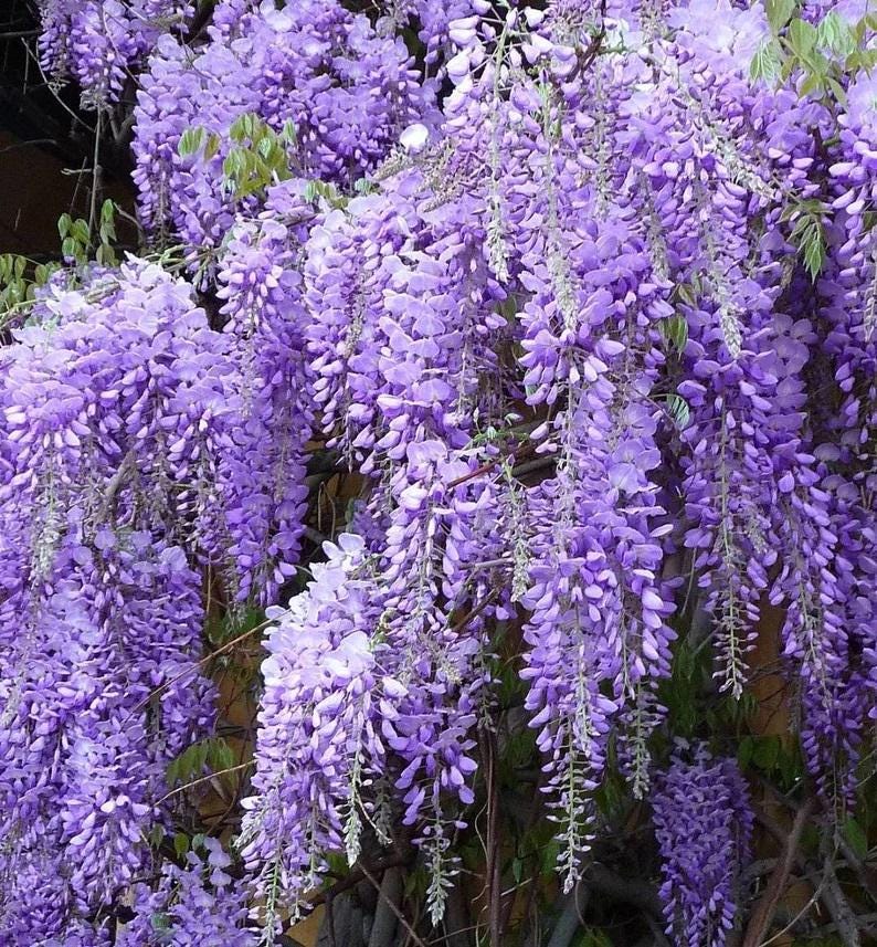 以下が含まれることがあります： 満開のフジのクローズアップ。紫色の花が房状に垂れ下がっている様子が写っています。植物の豊かな葉と鮮やかな花の色が強調され、自然の視覚的に魅力的なディスプレイを作り出しています。