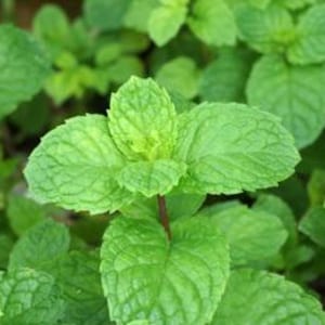 May include: A close-up of a patch of vibrant green mint leaves. The leaves are fresh and lush, with a slightly textured surface.