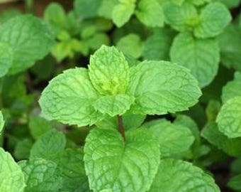 Mojito Mint Seeds (50 seeds)