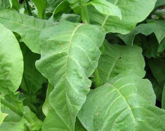 Havana Leaf Tobacco Seeds (500 seeds)