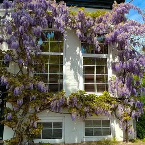 以下が含まれることがあります： 白い建物に複数の窓があり、紫色の藤の花が滝のように咲いています。花は房状に垂れ下がり、白い外観と鮮やかなコントラストをなしています。窓には白いフレームと水平ブラインドが付いています。